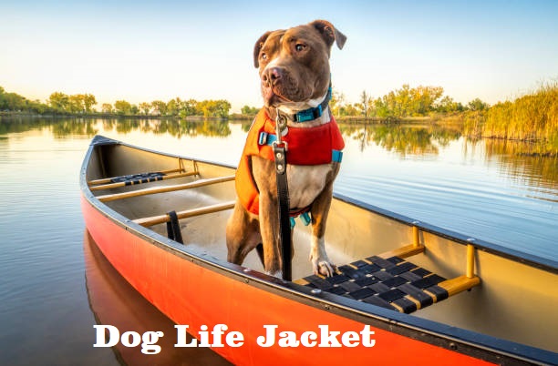 How to Choose a Dog Life Jacket