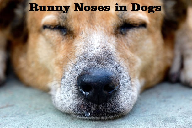 Common Causes & Treatments Of Runny Noses in Dogs