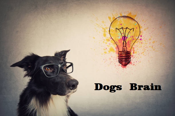 How A Dogs  Brain Works On Potential Disease