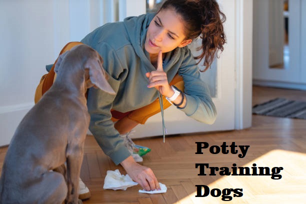 Tip On How Dog Diapers Can Help with Potty Training Dogs