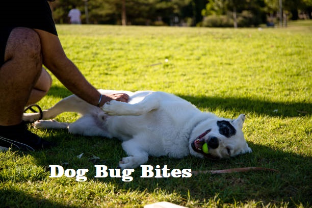 Tips On How to Spot & Treat Dog Bug Bites