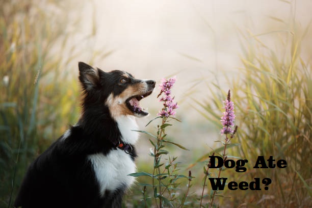 What Should I Do If My Dog Ate Weed