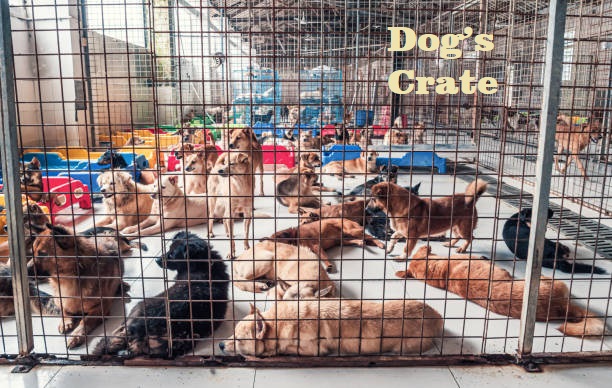 Tips On To  How to Make Your Dog’s Crate Feel Like Home