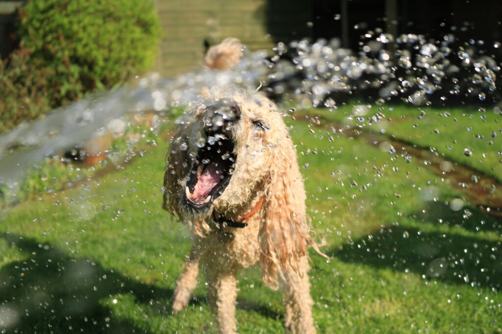 pet insurance
pet insurance dog
pet insurance affordable
pet insurance plans
pet insurance cheap
pet insurance best
pet insurance cat
pet insurance accident only
pet insurance for dogs cost
pet insurance companies
pet insurance dog cost
pet insurance healthy paws
pet insurance cost
pet insurance progressive