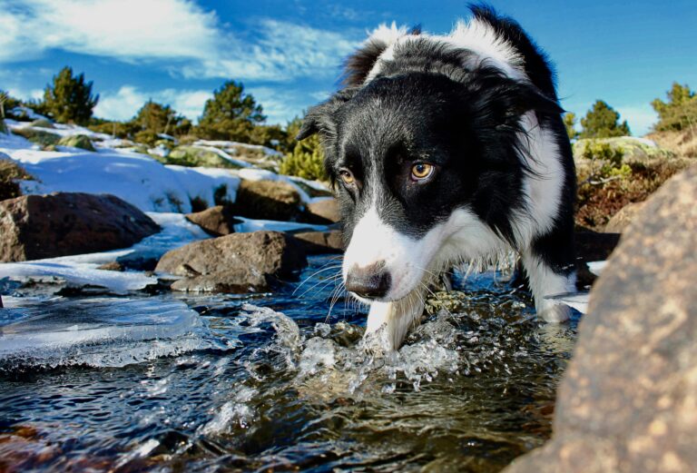 How Much Water Should a Dog Drink?